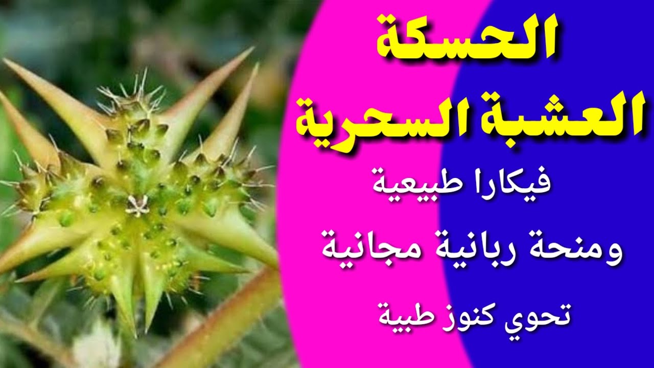 عشبة الحسكة